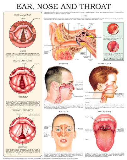 Ear Nose Throat Anatomy Chart